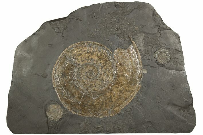 Plate Of Pyritized Ammonite Fossils - Posidonia Shale, Germany #192189